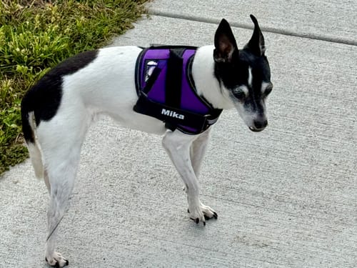 Customer's terrier wearing a personalized purple dog harness with the name Mika printed on the side.