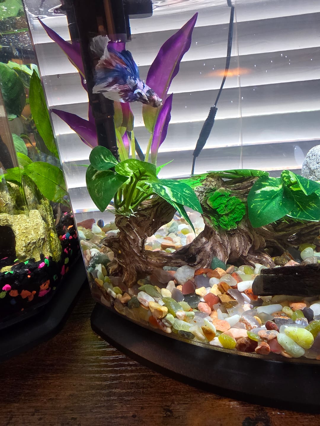 Customer photo review of Koi Multicolor Candy Halfmoon Male Betta Fish High Grade | Mystery Betta