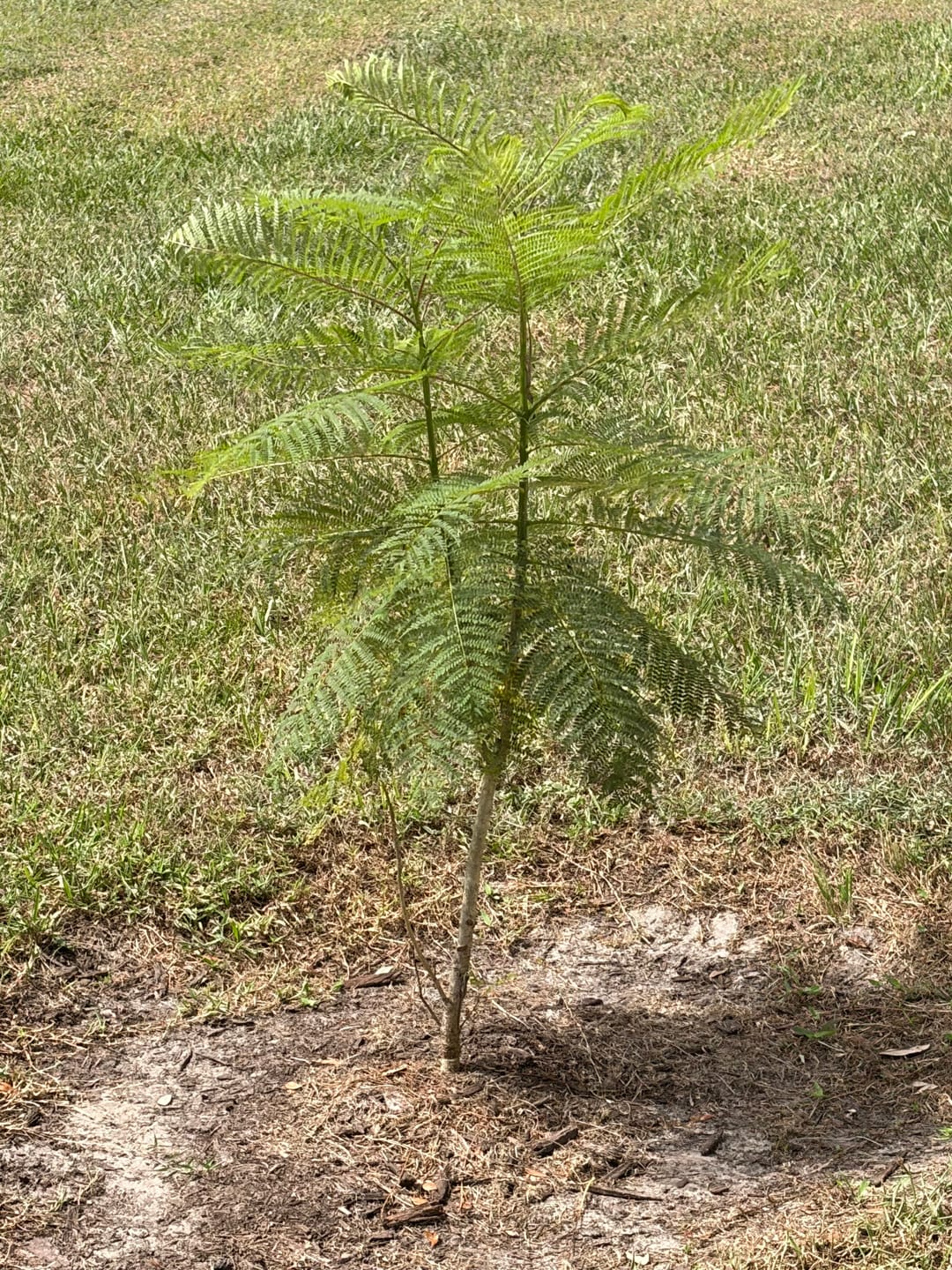 Customer photo review of Purple Jacaranda Mimosifolia Flowering Tree