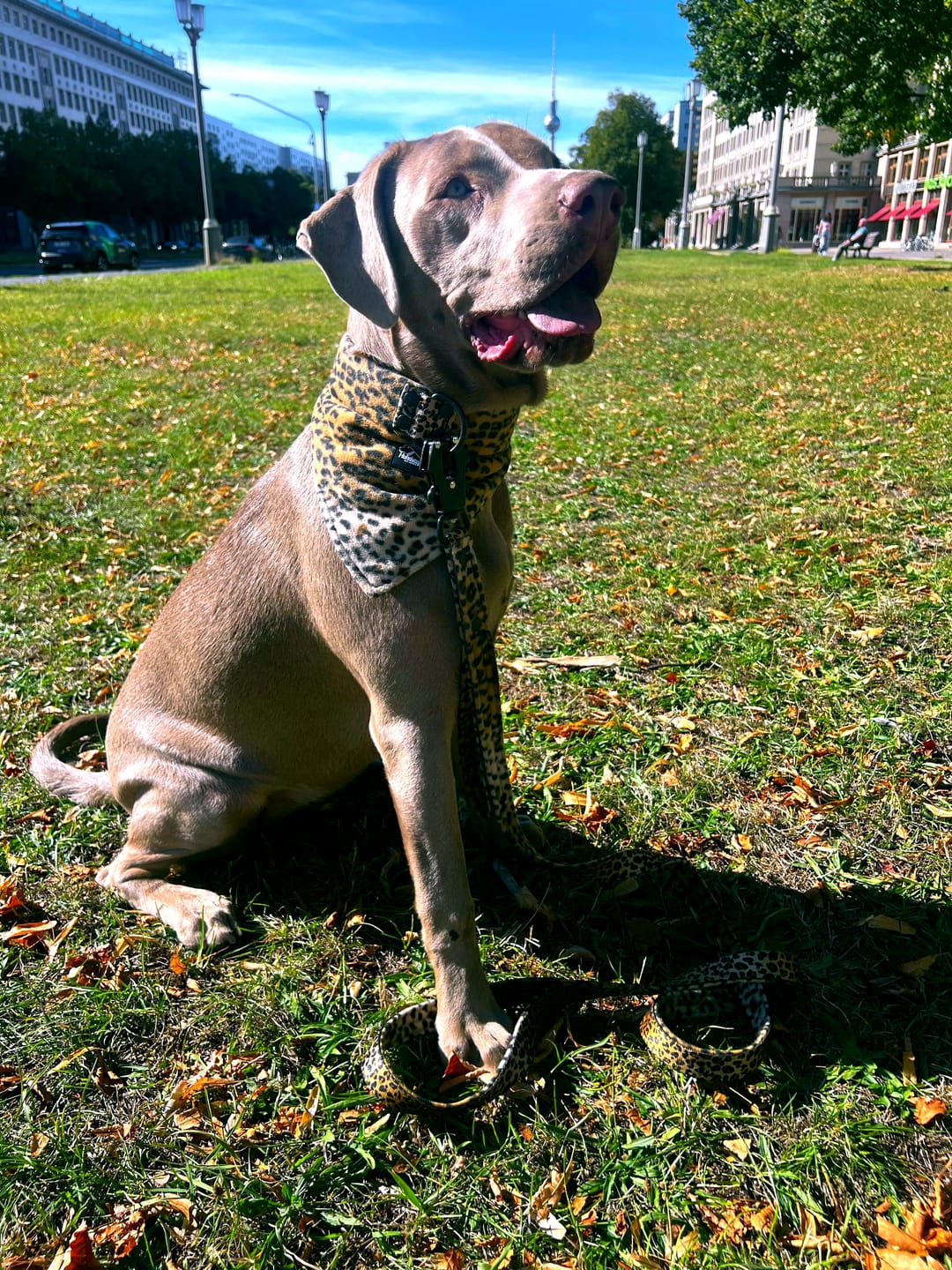 Customer photo review of Bandana Collar Leopard - Halsband med bandana