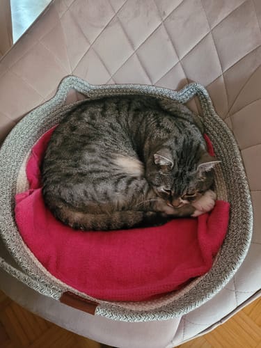Customer's grey, woven Fellnest Katzenkorb on a chair, containing a tabby cat curled up on a pink towel.