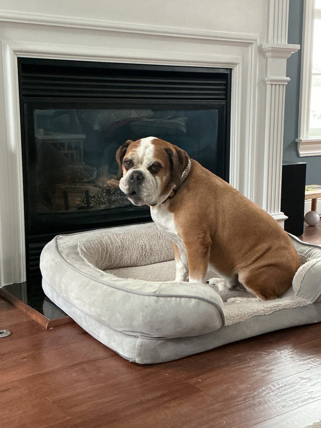 Customer photo review of Wholly Pup Gift Card