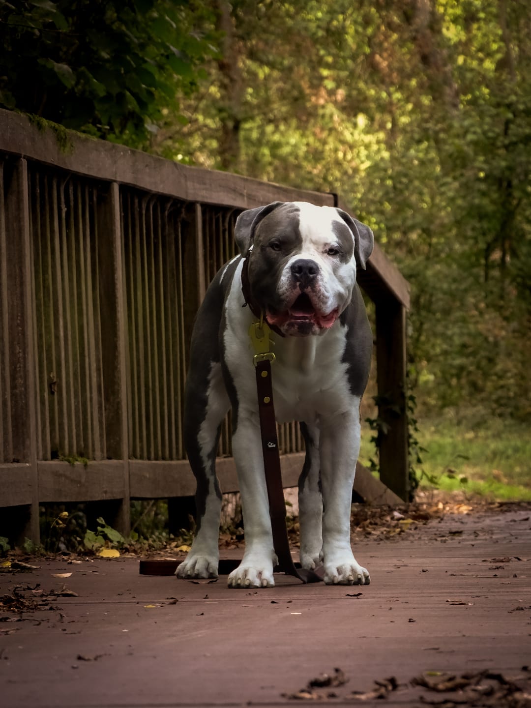 Customer photo review of Guard Leash Golden Edition Dark Brown - Väktarkoppel med extra handtag