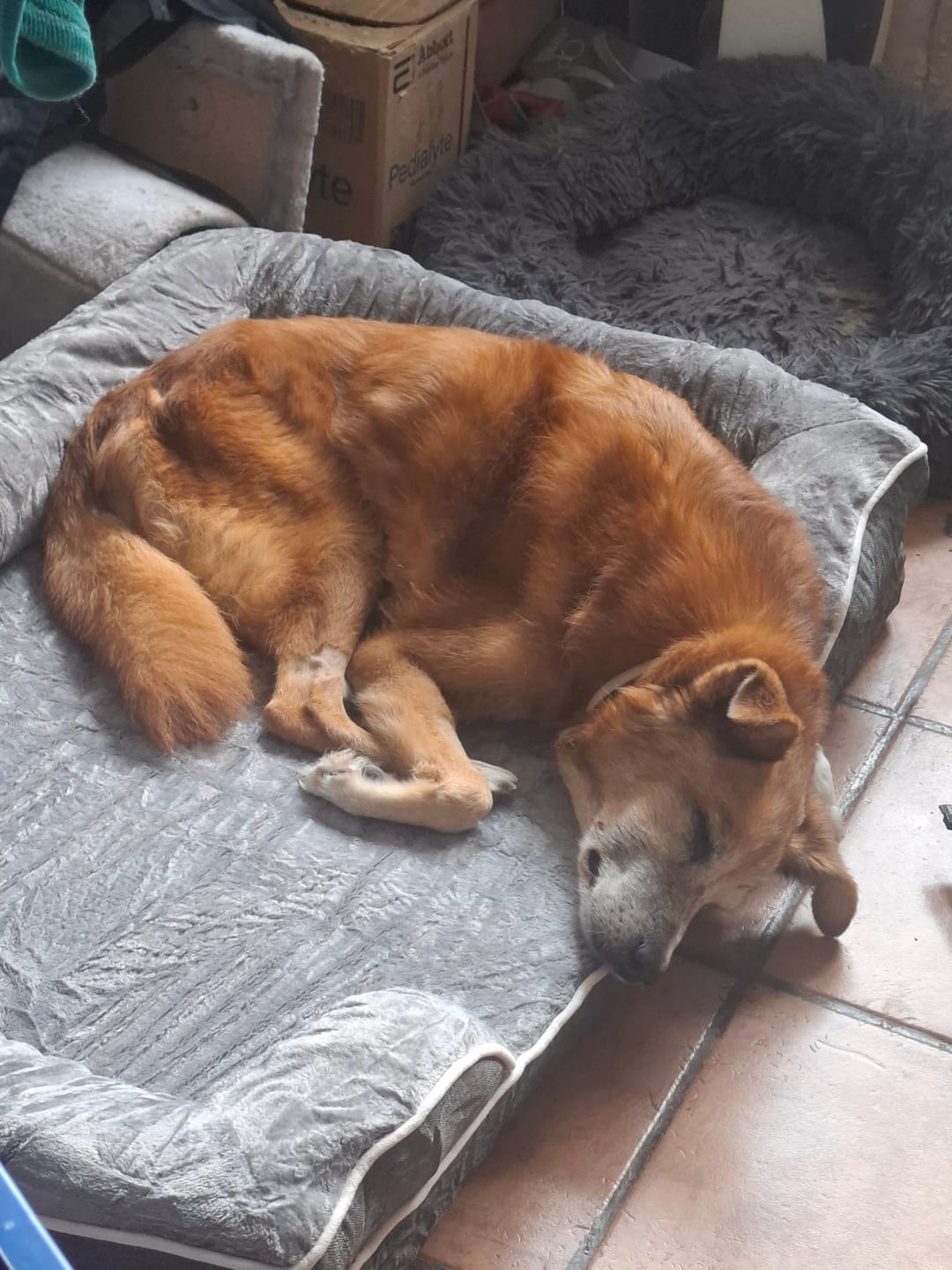 Customer photo review of Cama Ortopédica para Perros