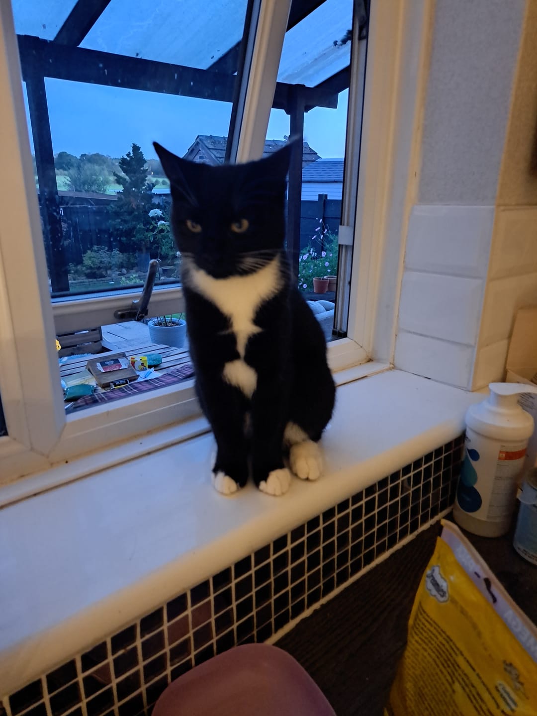 Customer photo review of All-Rounder Scented Cat Litter (W225) 20KG