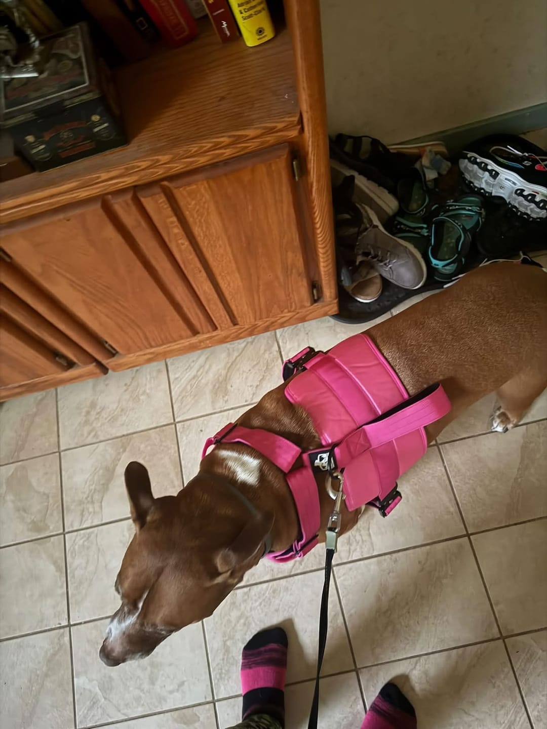 Customer photo review of No Pull Bully Proof Harness