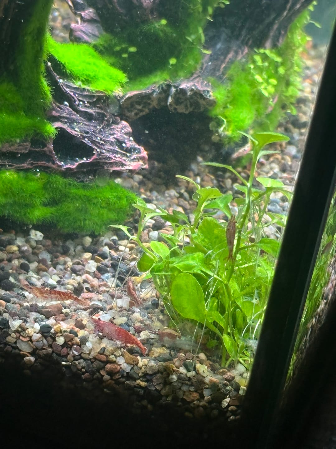 Customer photo review of Blue Red Rili Shrimp (Blue Razz Shrimp) "NEW"