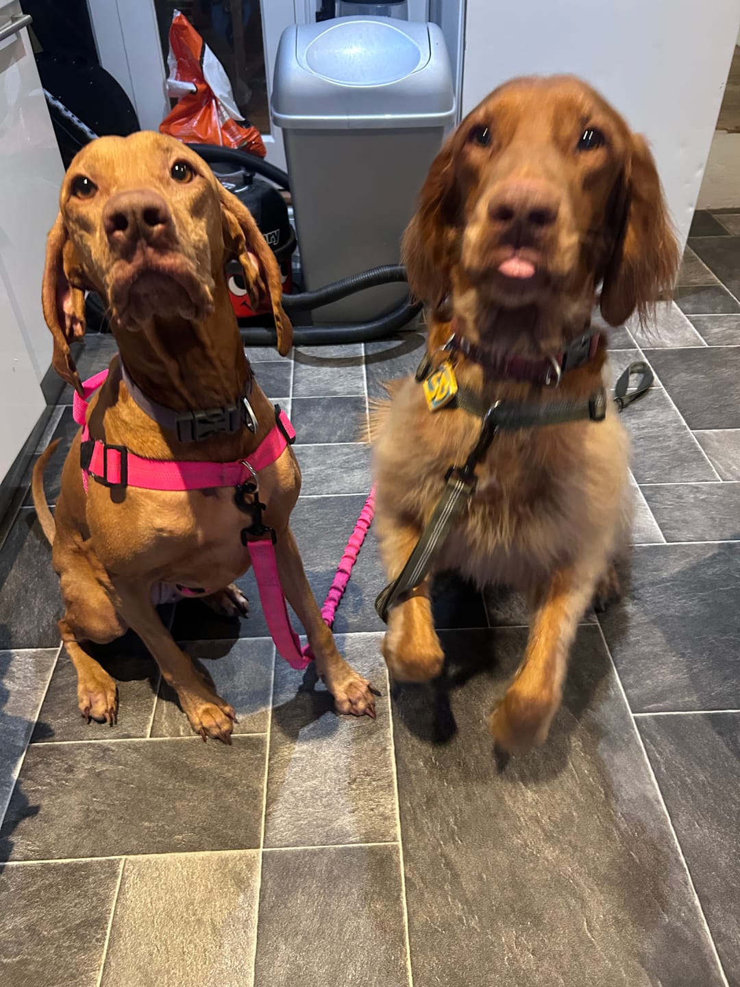 Customer photo review of ParoPet No-Pull Dog Harness