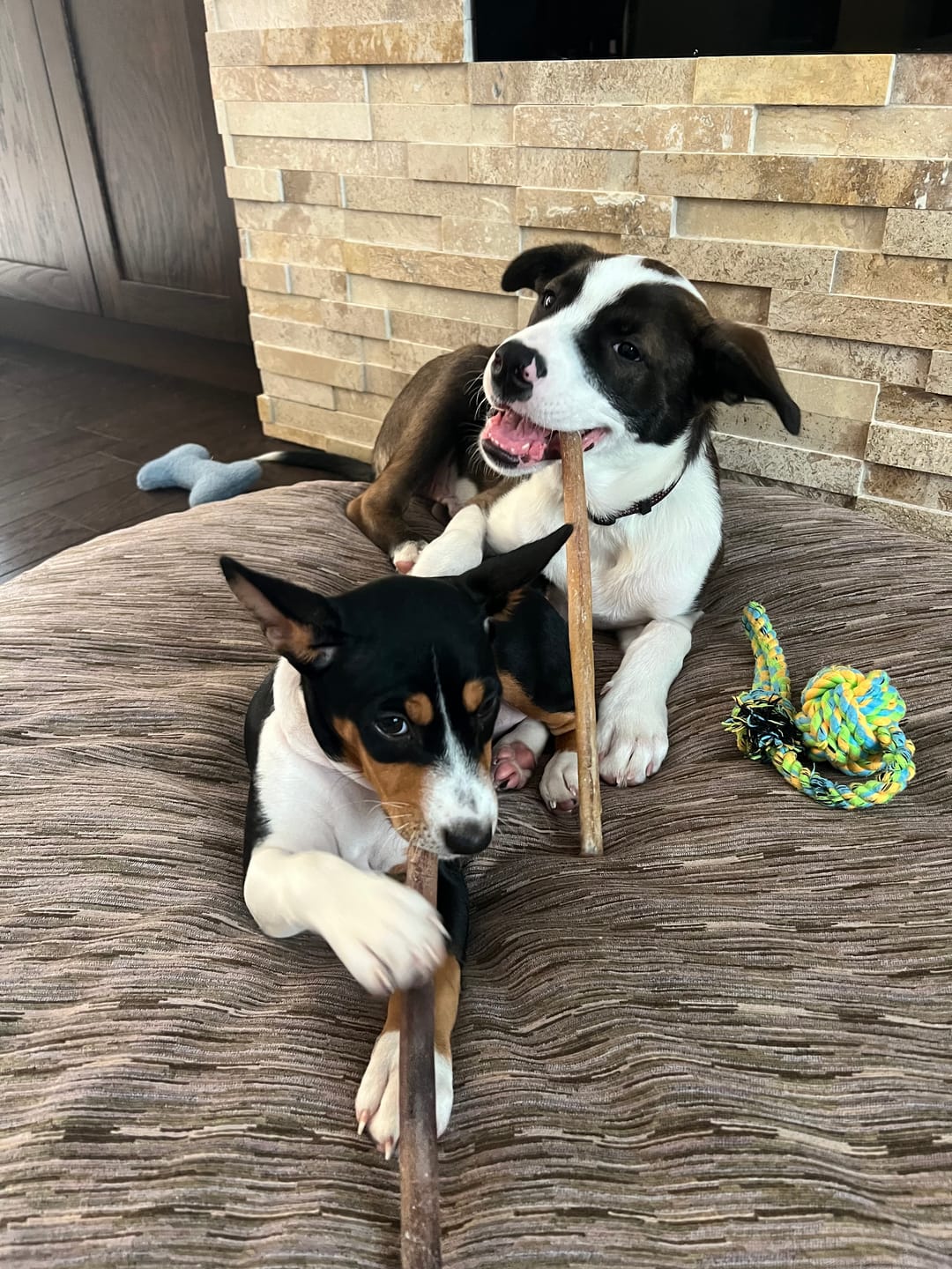 Customer photo review of 12 Inch Monster Bully Stick