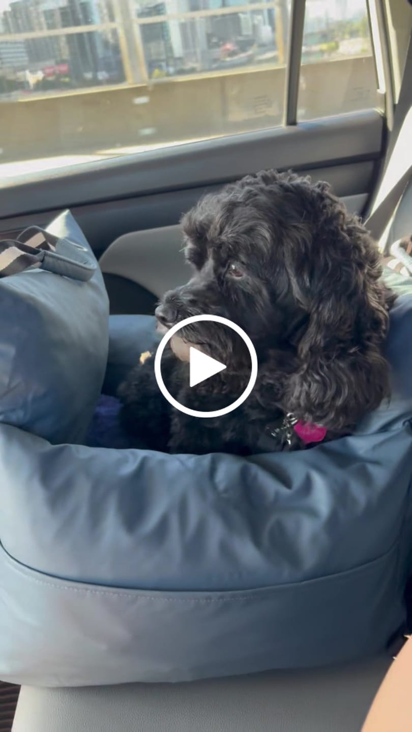 Customer video review of Dog Dock V2 New With Latch Anchors PRE ORDER