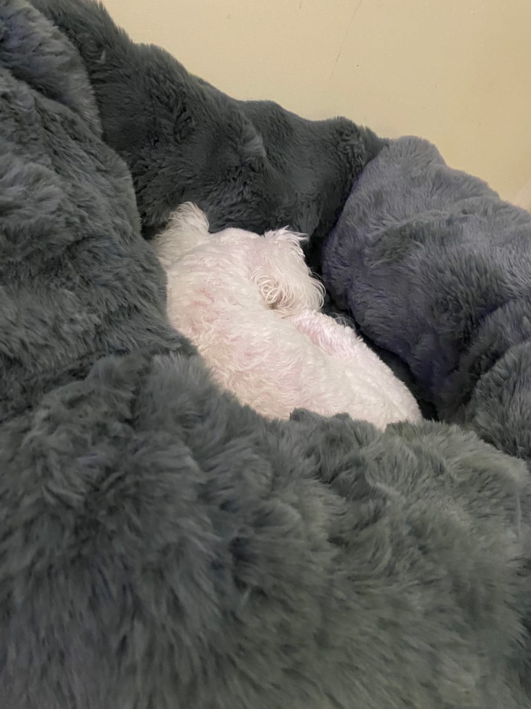 Customer photo review of Calming Car Bed