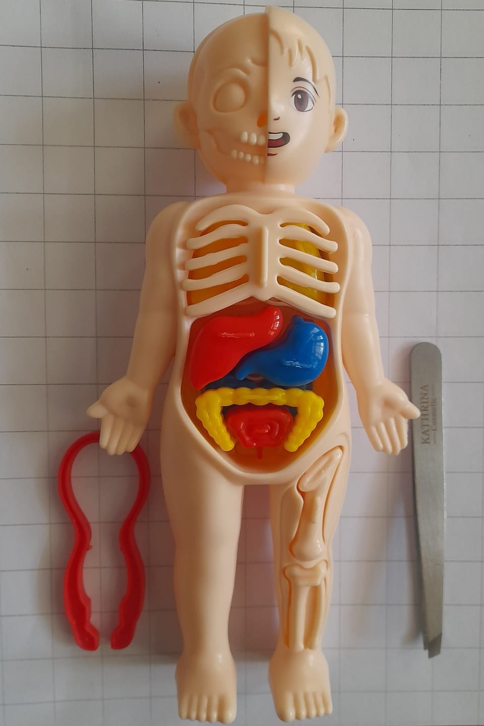 Customer photo review of Anatomiemodell Lernspielzeug | Menschlicher Körper zum Auseinandernehmen STEM Kinder