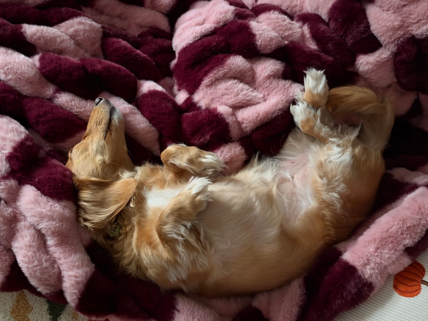 Customer photo review of Hugs Devin Pink Checkered Blanket