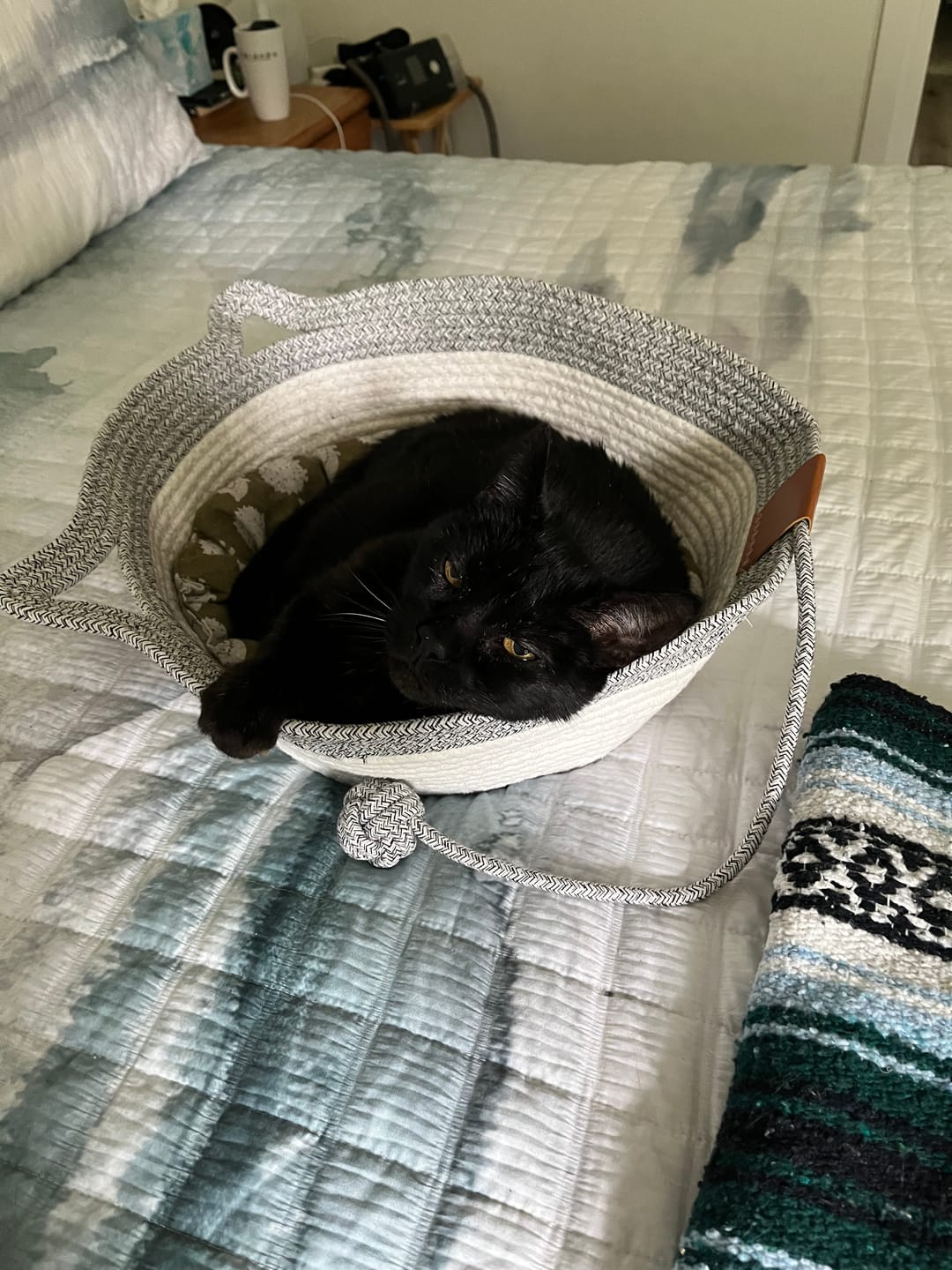 Customer photo review of Instinct Basket | Meet the first research-backed natural territory for indoor cats