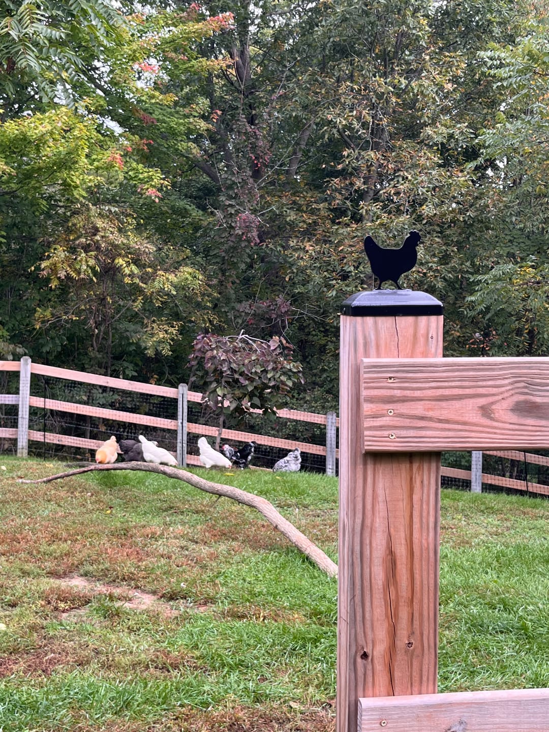 Customer photo review of Chicken Fence Post Cap (Multiple Post Sizes Available)