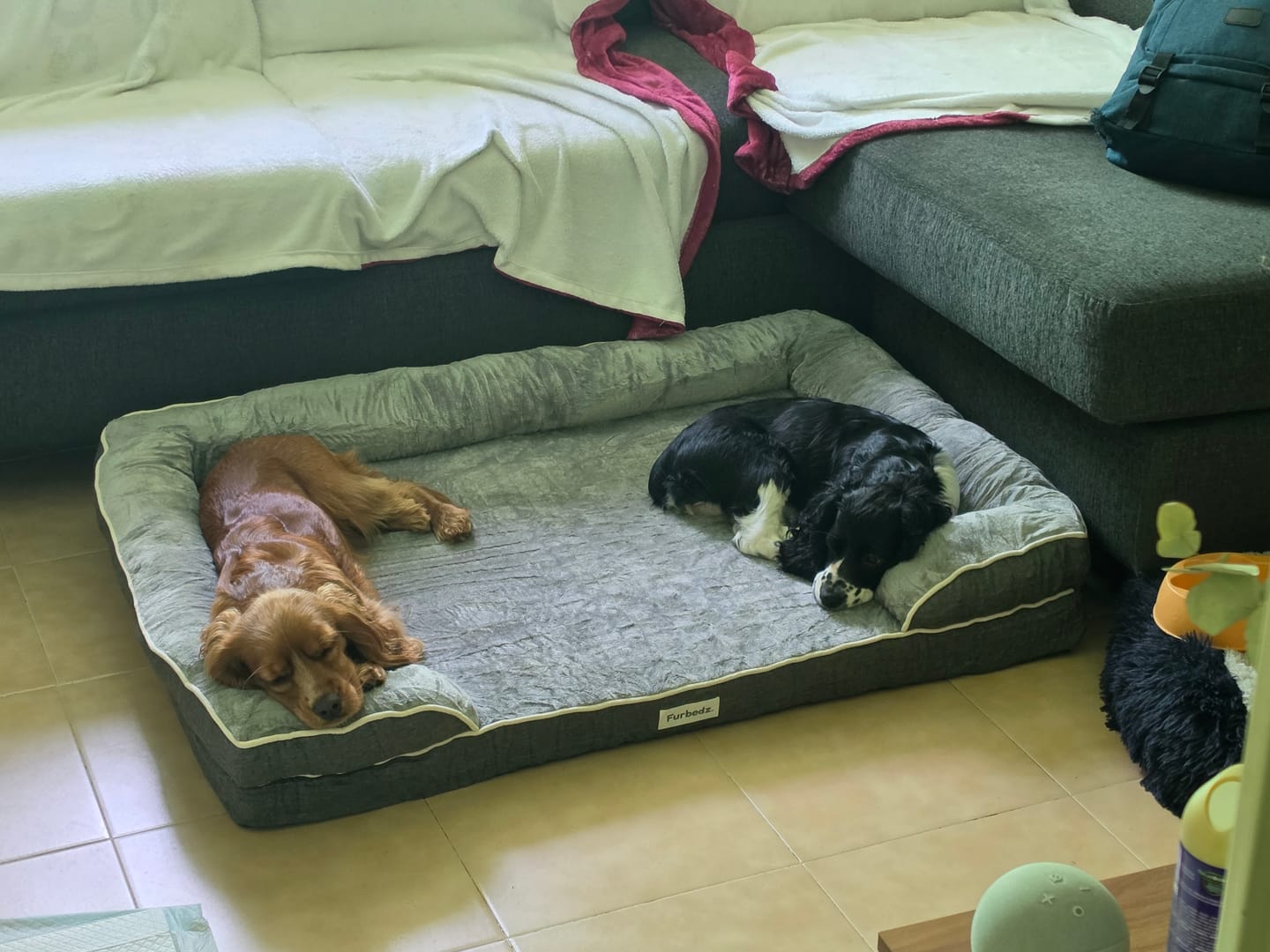 Customer photo review of Cama Ortopédica para Perros