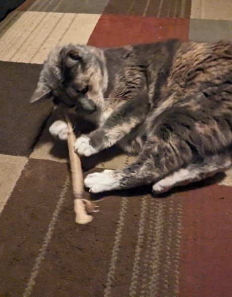 Customer photo review of KELVO™ Pack de Sticks Dentales para Gatos