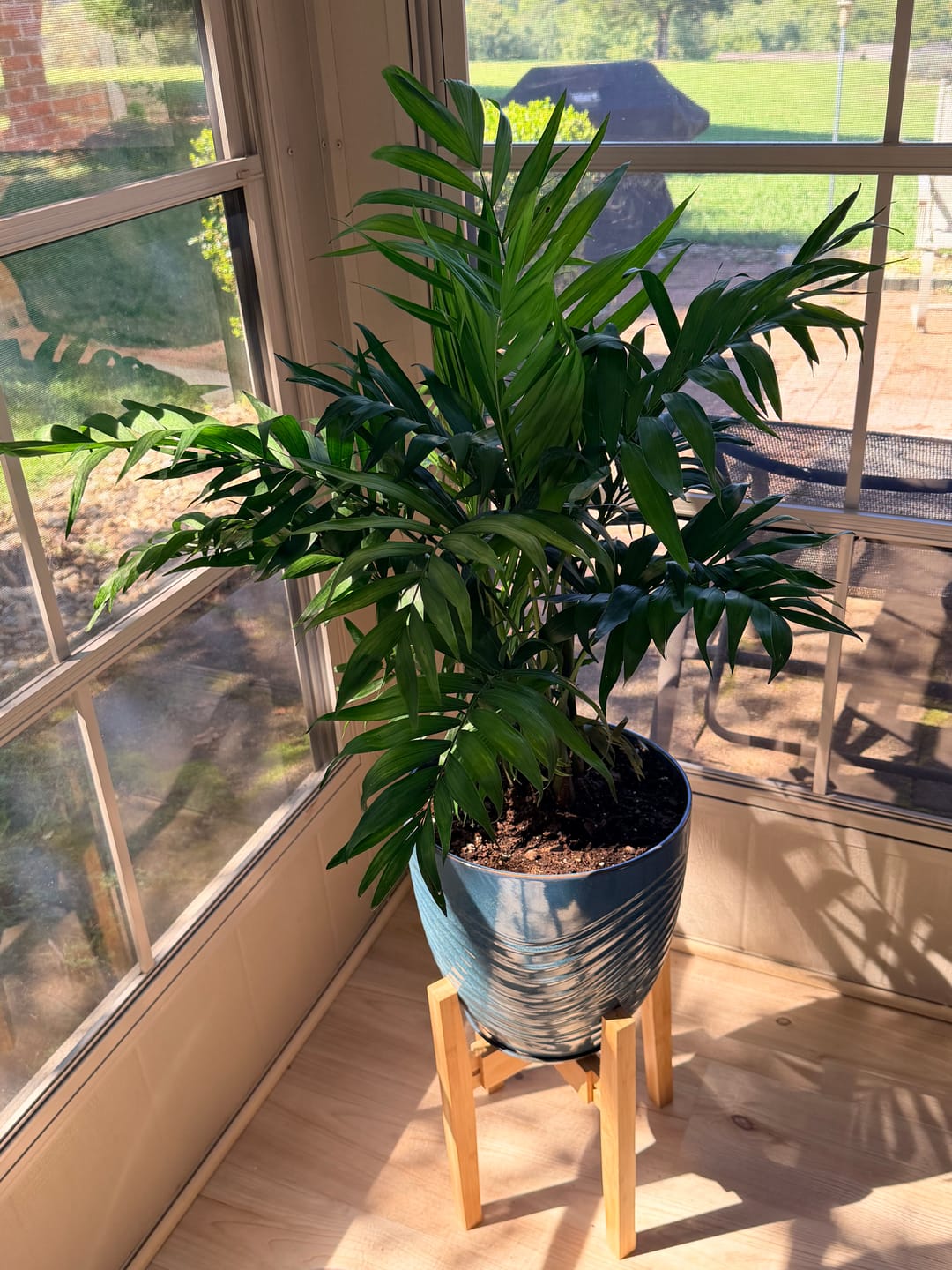Customer photo review of Palm Parlor Neanthe Bella Palm, Live Plant Indoor Air Purifier