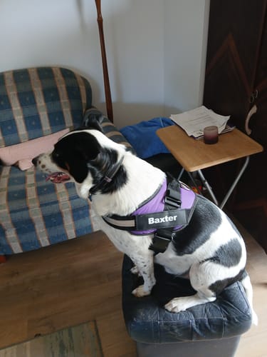 Customer's dog sitting on a footstool, wearing a purple personalized dog harness with the name Baxter visible.
