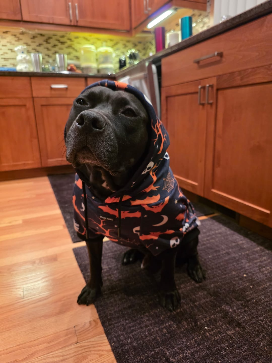 Customer photo review of Halloween Dog Hoodie - Black