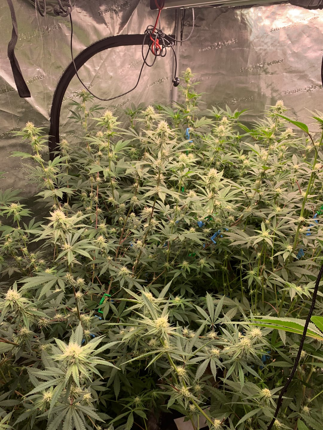 Customer photo review of Bruce Banner THCA Flower (Budget)