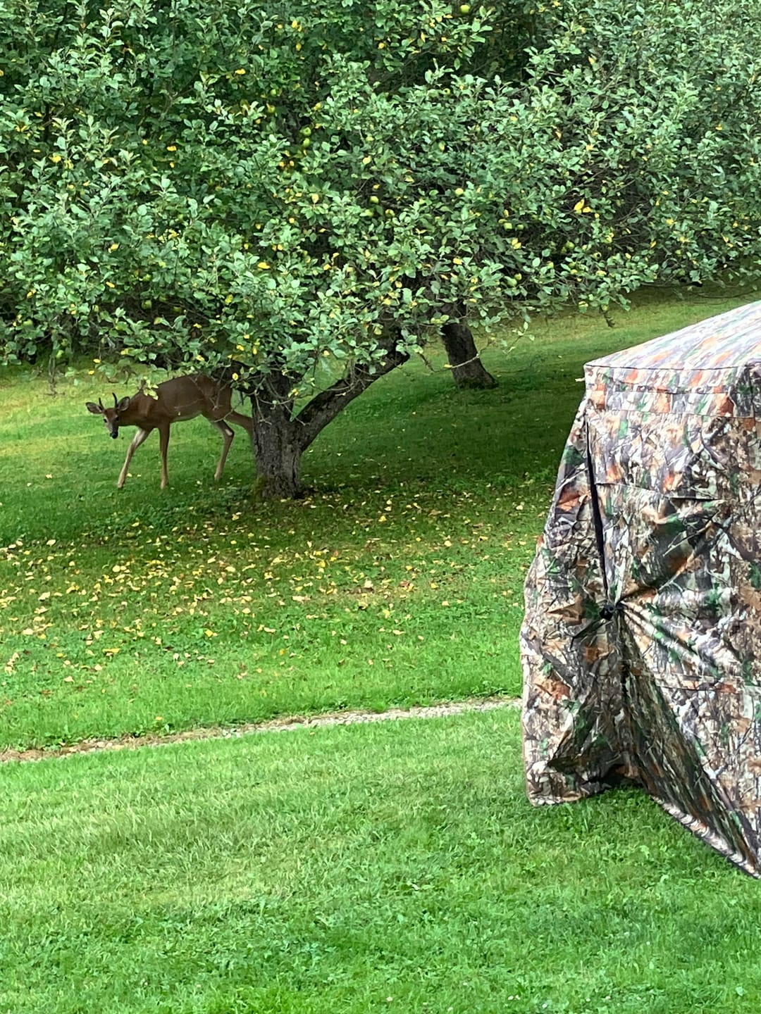 Customer photo review of VisTall 360 See-Through Ground Blind | 75-Inch 3 Person Pop Up Deer Blind with No-Trip Door | Portable Camo Hunting Blind with Blackout Curtain for Whitetail Deer Hunting