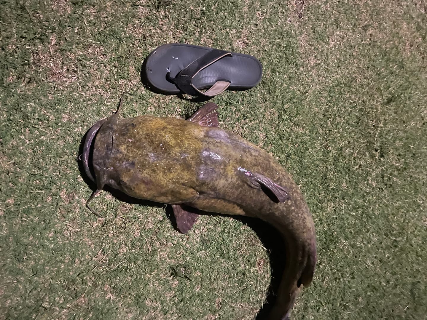 Customer photo review of Blue Wave or Moss Camo 300-2000 Yard Spools