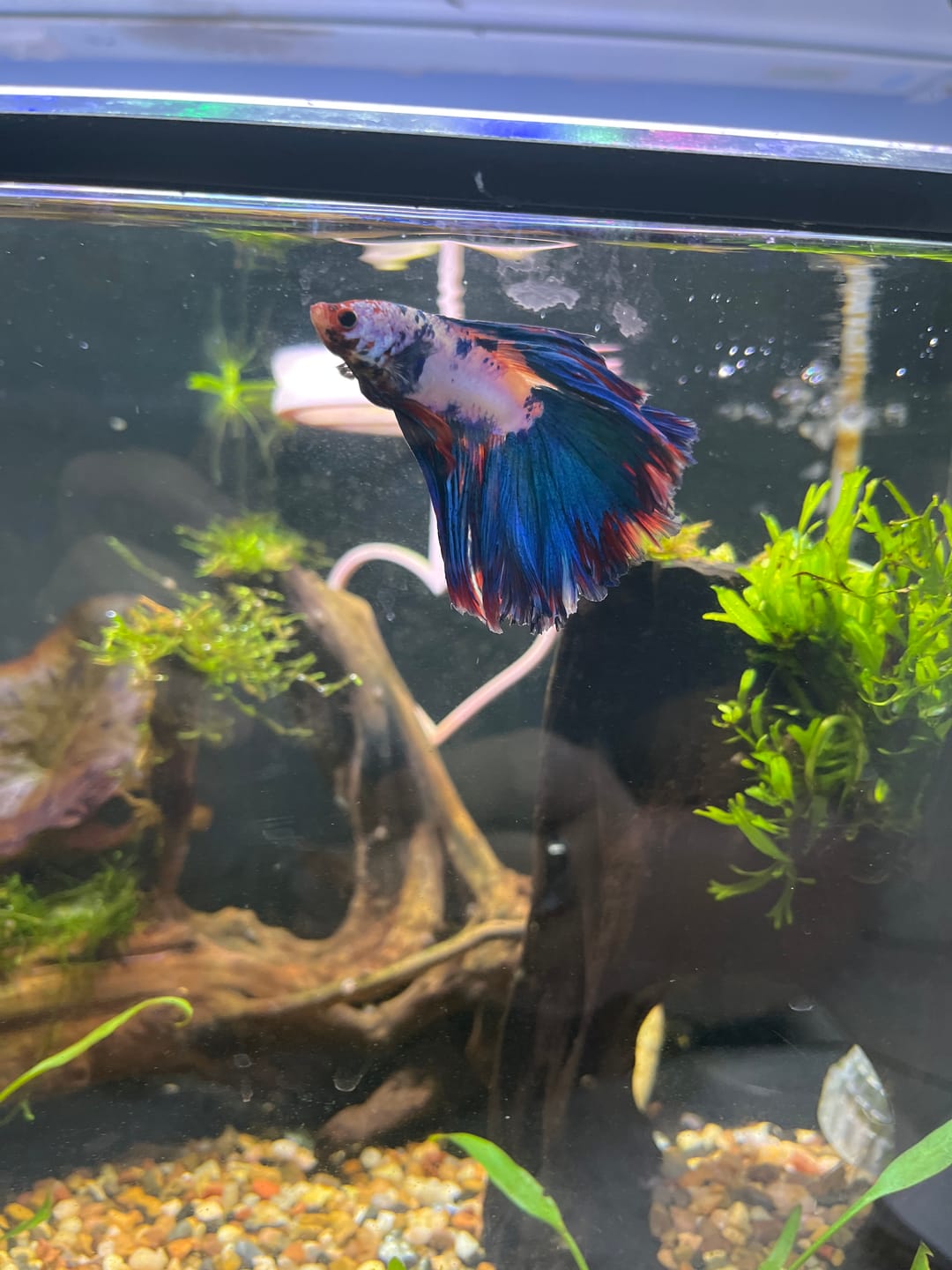 Customer photo review of Multicolor Halfmoon Male Betta Fish | High Grade | Order Directly From Farm |  You Pick Fish |