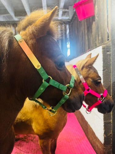Customer photo review of Personalized Halter - Preorder