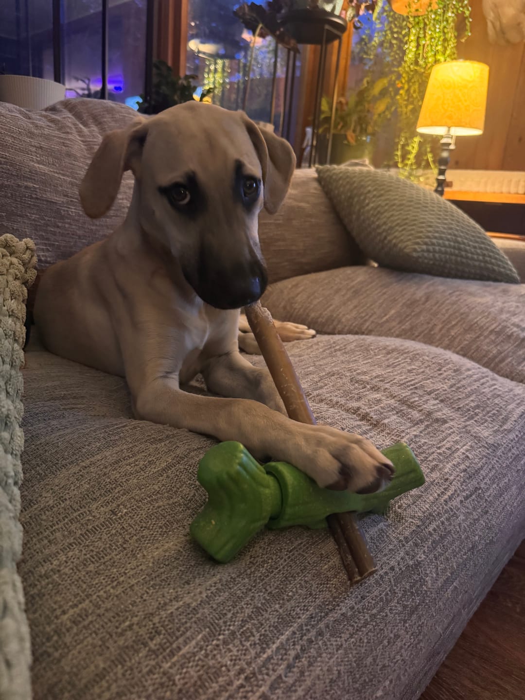 Customer photo review of Super Bull Sticks