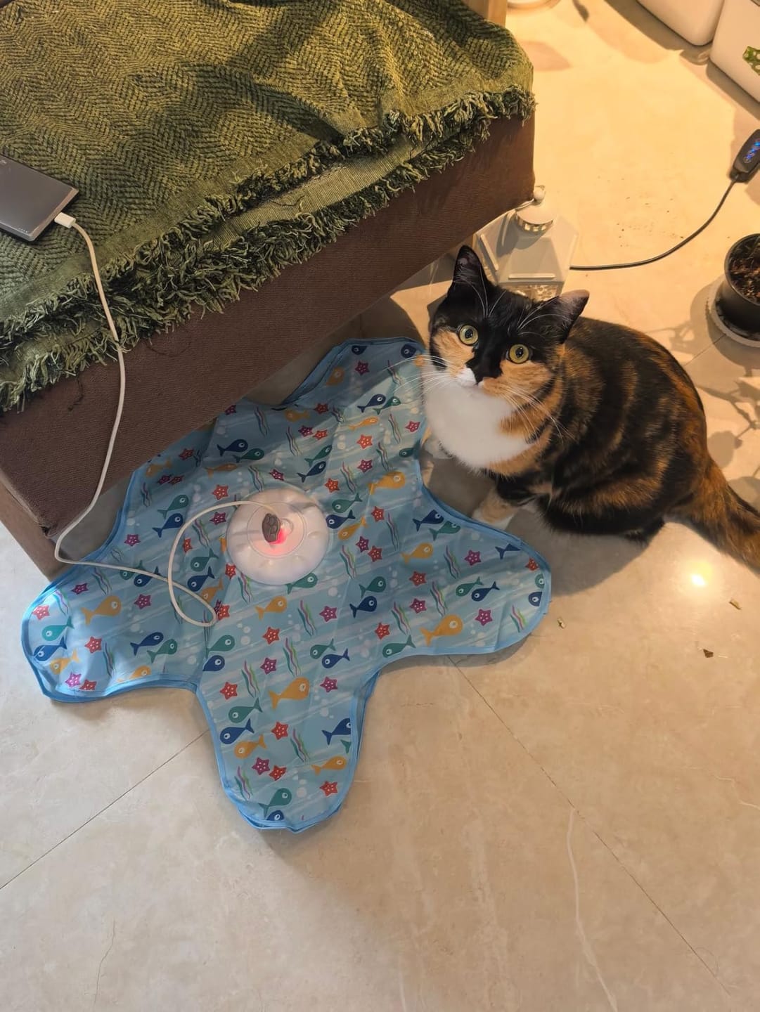 Customer photo review of Automatic Dog Toy for Stress Relief and Playtime Fun