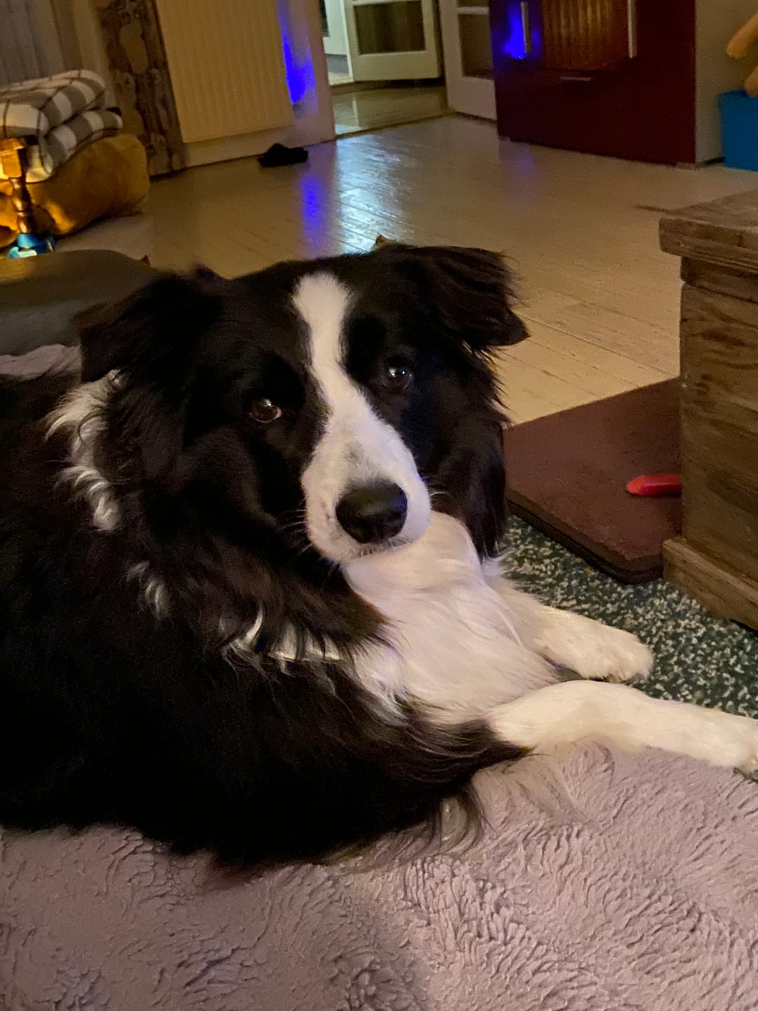 Customer photo review of Pet Perfect Automatische Ballenwerper Hond XL