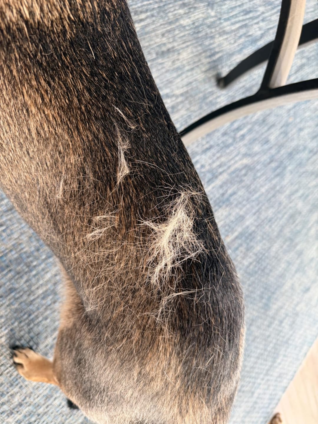 Customer photo review of FurEase™