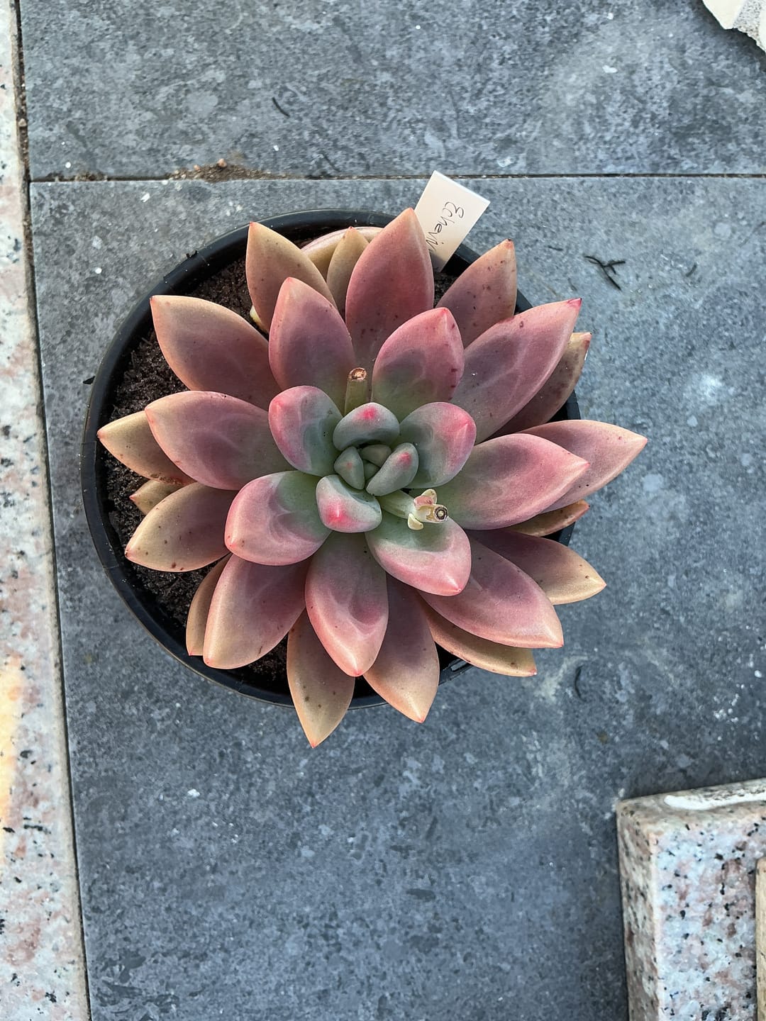 Customer photo review of Echeveria 'Pink Donna'