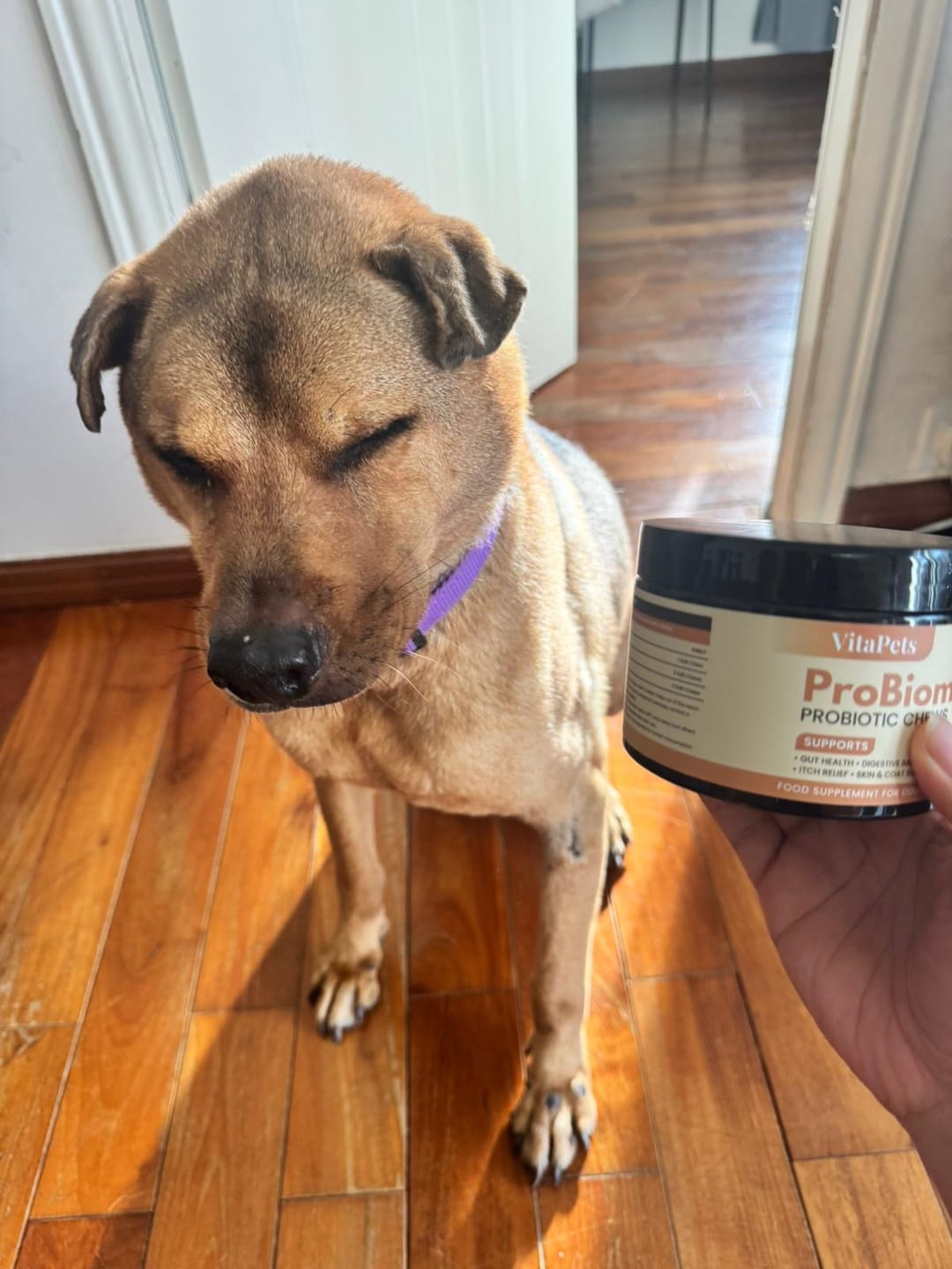 Customer photo review of ProBiome™狗狗益生菌軟粒