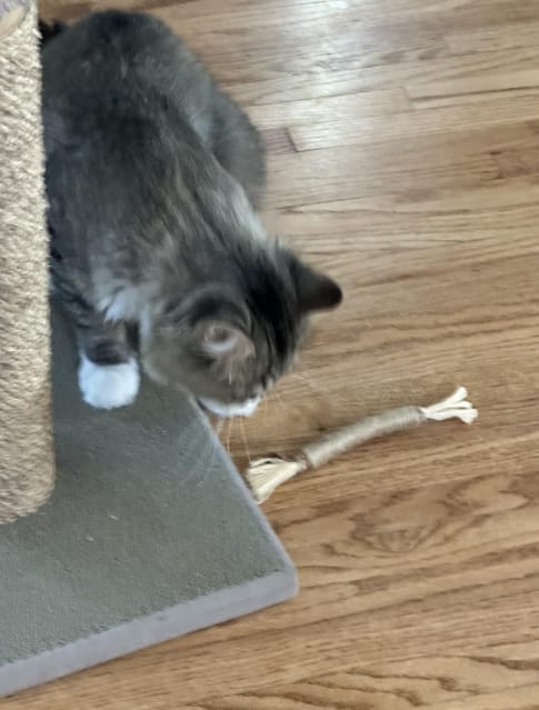 Customer photo review of KELVO™ Pack de Sticks Dentales para Gatos