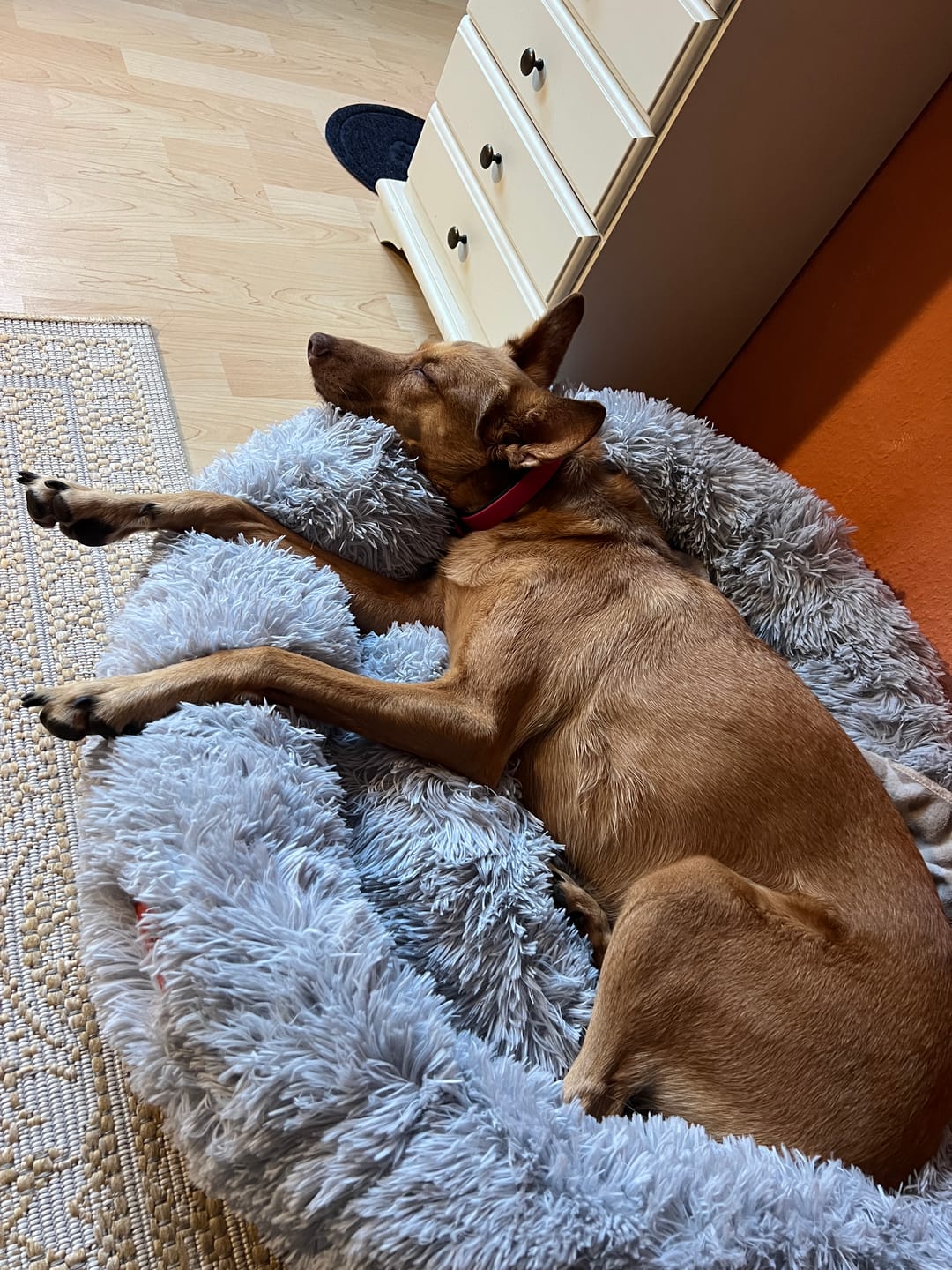 Customer photo review of Puppery Hundebett Wolke 7 - Das Original