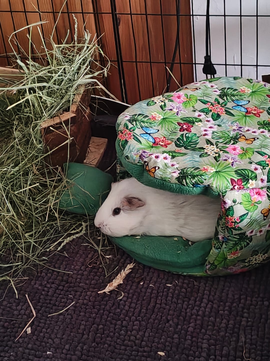 Customer photo review of 🌸 Kuschellaube Jungle Rosa – Exklusiver Rückzugsort für Meerschweinchen