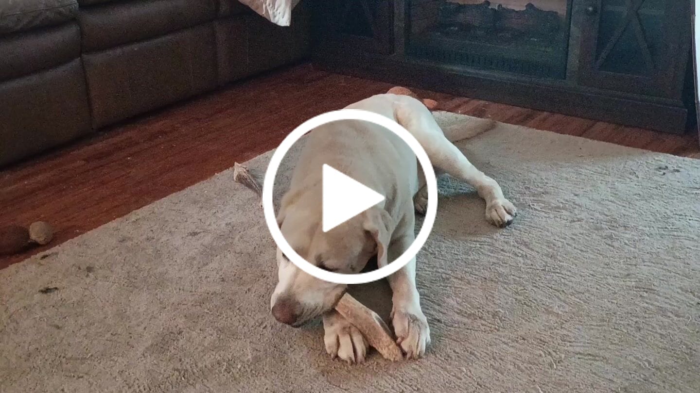 Customer video review of Split Elk Antler Chew - Giant (85+ lbs)
