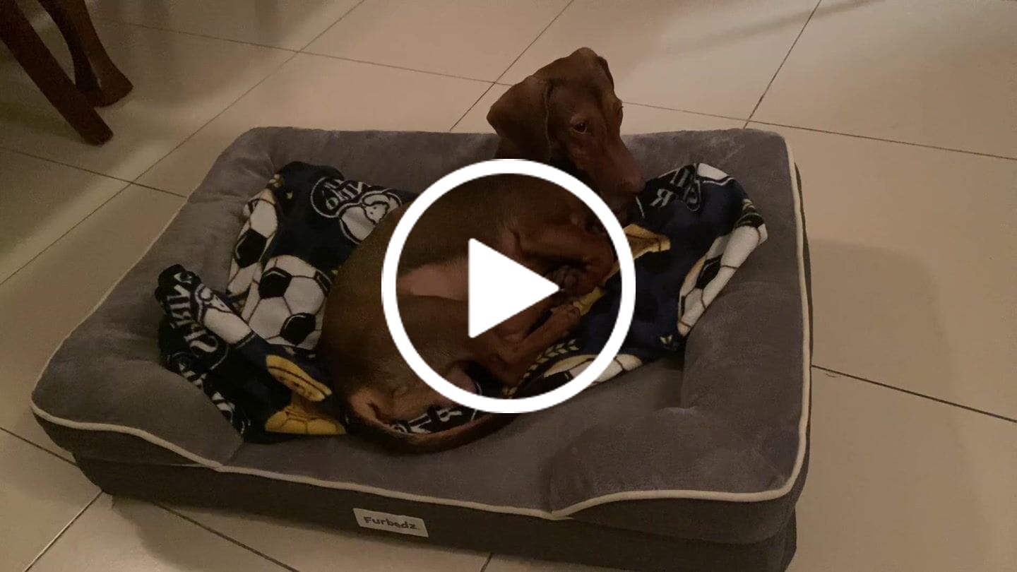 Customer video review of Cama Ortopédica para Perros
