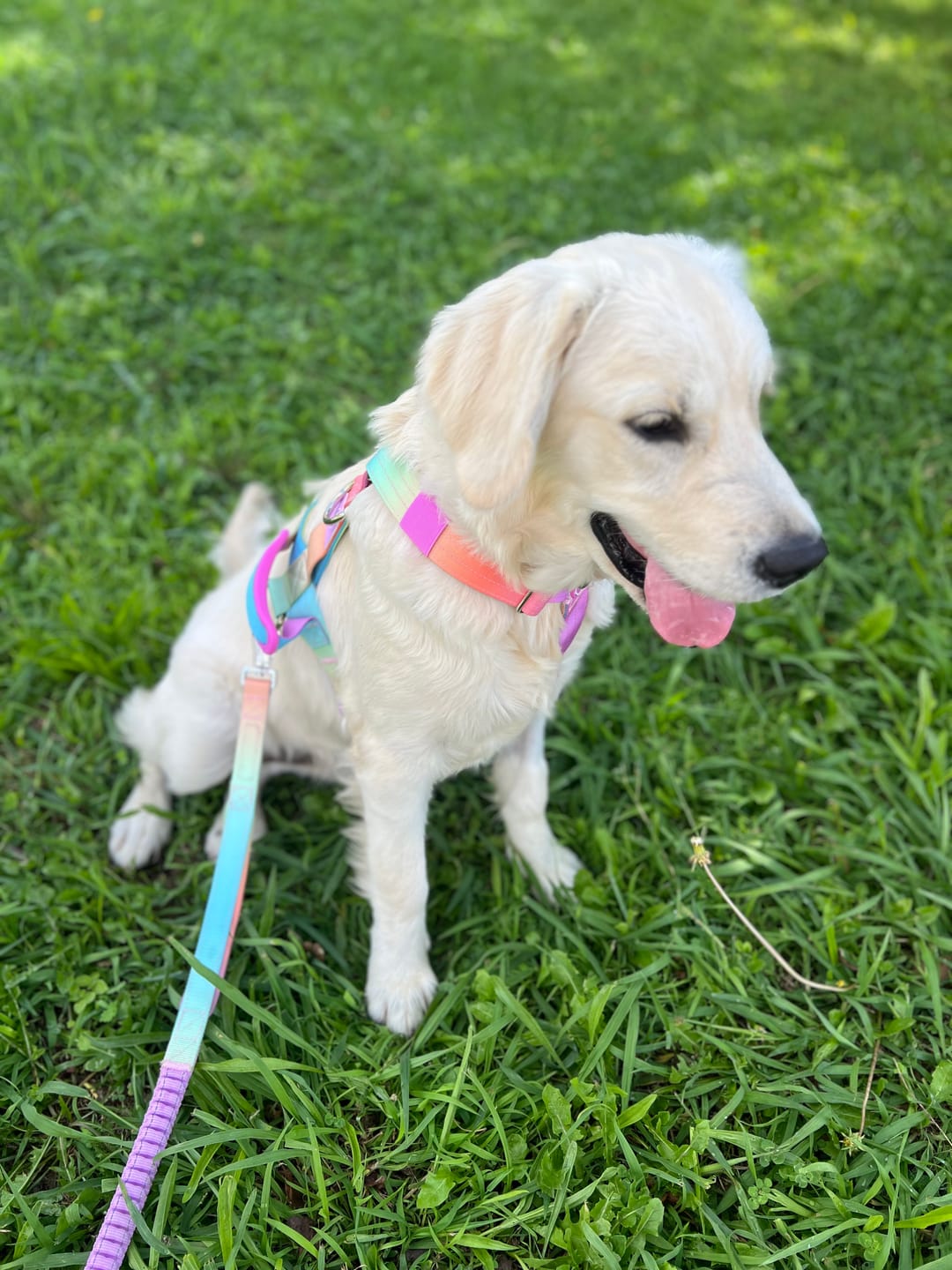 Customer photo review of Comfort Control No-Pull Dog Harness and Multipurpose Leash Set - Pastel Icing