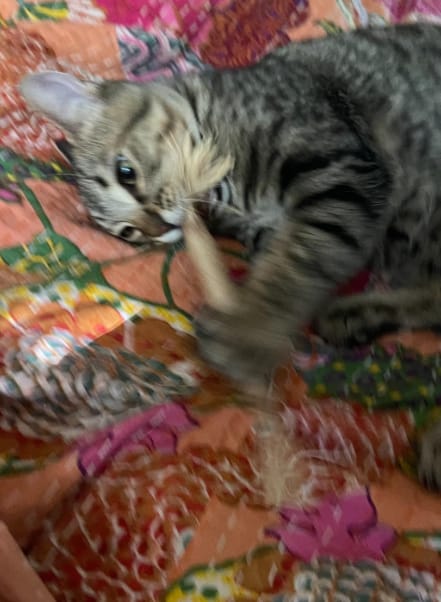 Customer photo review of KELVO™ Pack de Sticks Dentales para Gatos