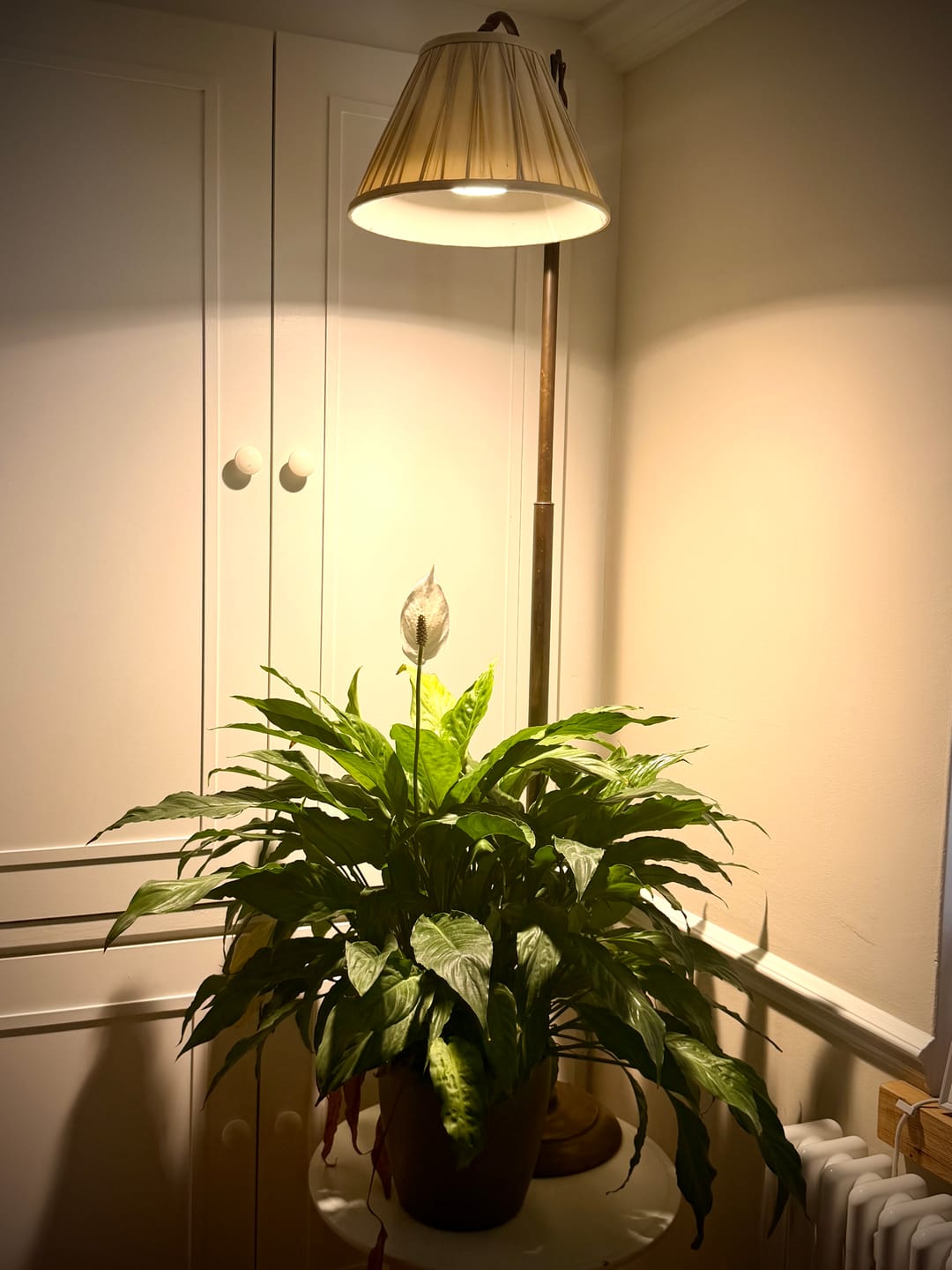Customer photo review of Pianta Grow Light LED Bulb