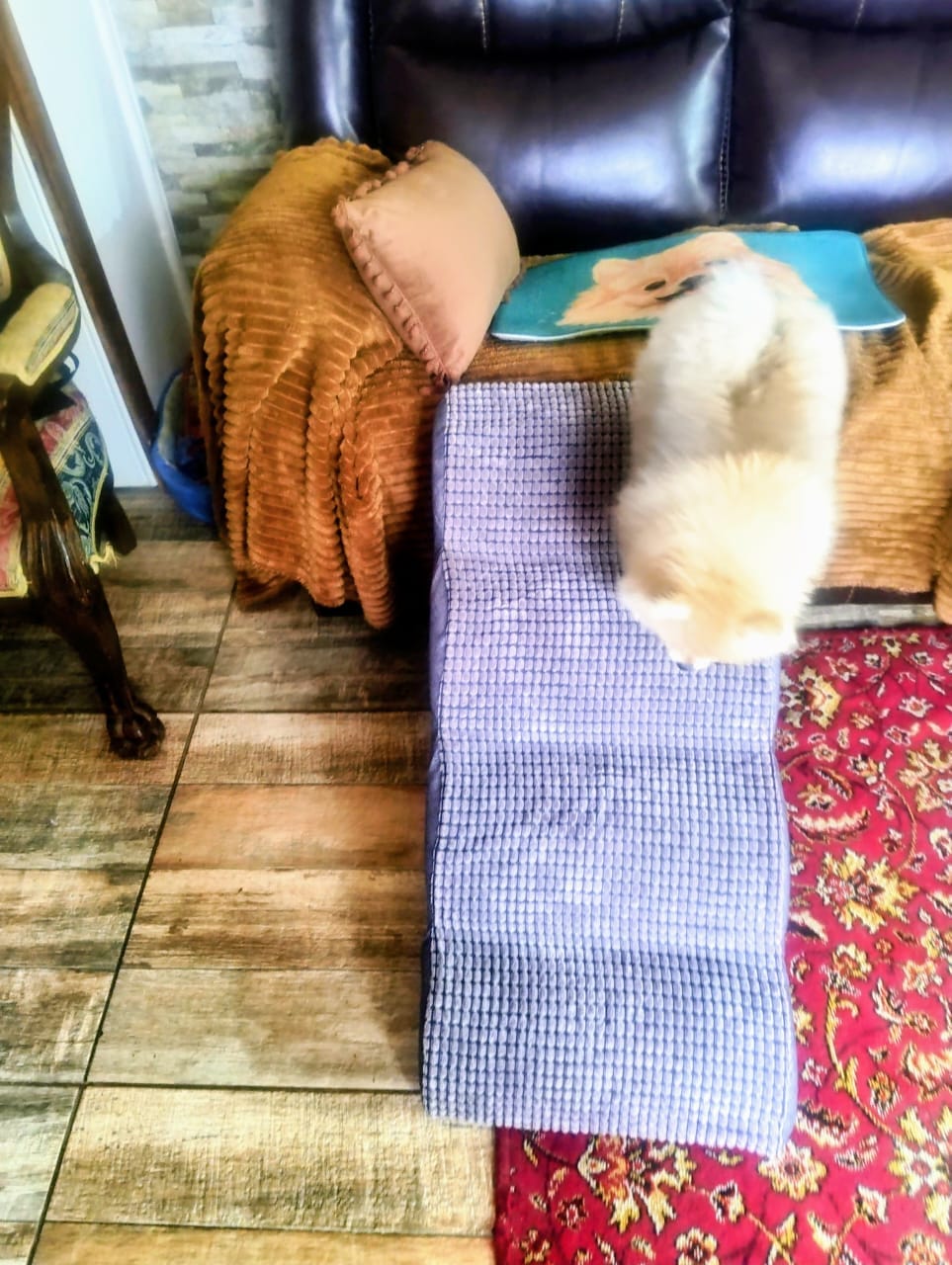 Customer photo review of Rampa Pendiente Suave THE DOGS
