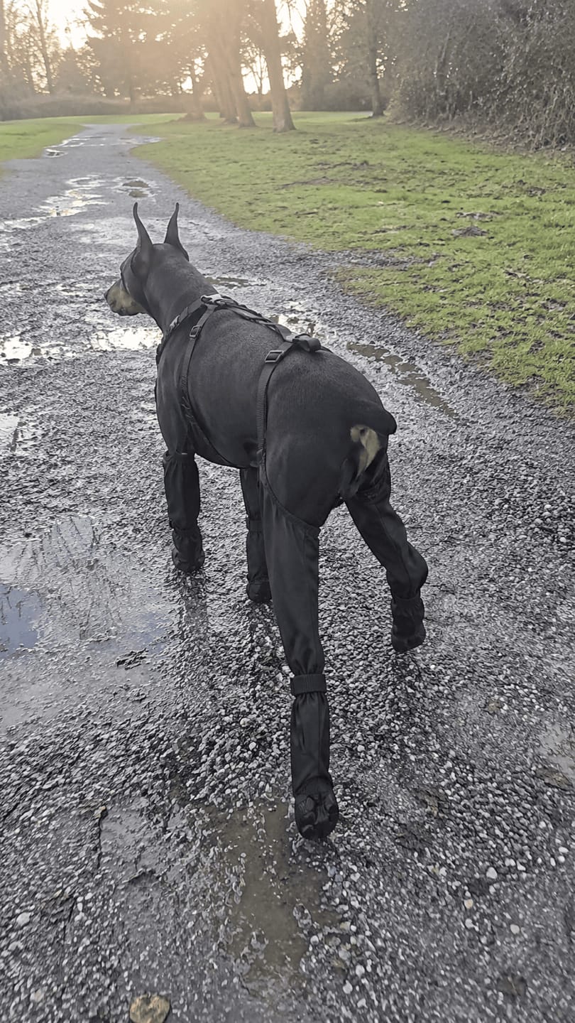 Customer photo review of Botas Impermeables para Perros
