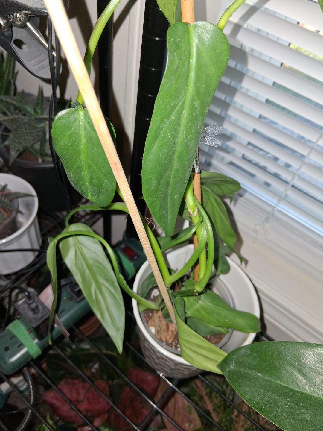 Customer photo review of Philodendron oxapapense aff.