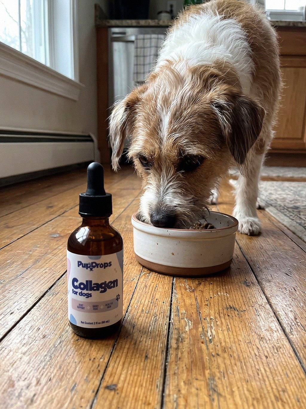 Customer photo review of Liquid Collagen for Dogs by Pupdrops