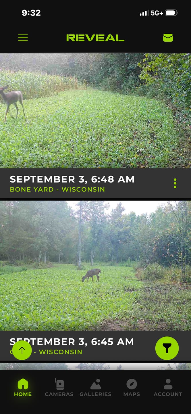 Customer photo review of Brassica Food Plot Seed Mix
