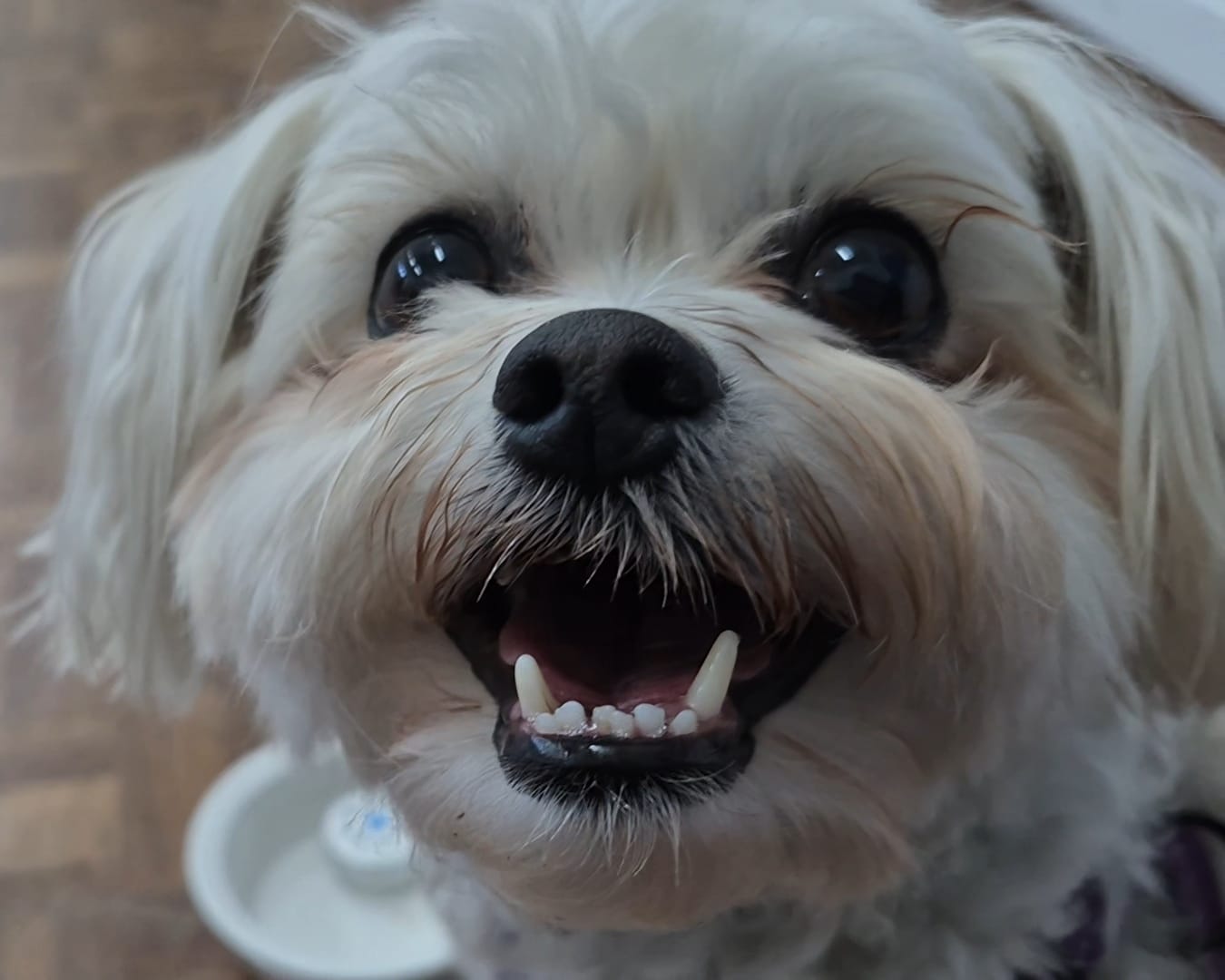 Customer photo review of Dental Care Solution Water Additive for Dogs & Cats
