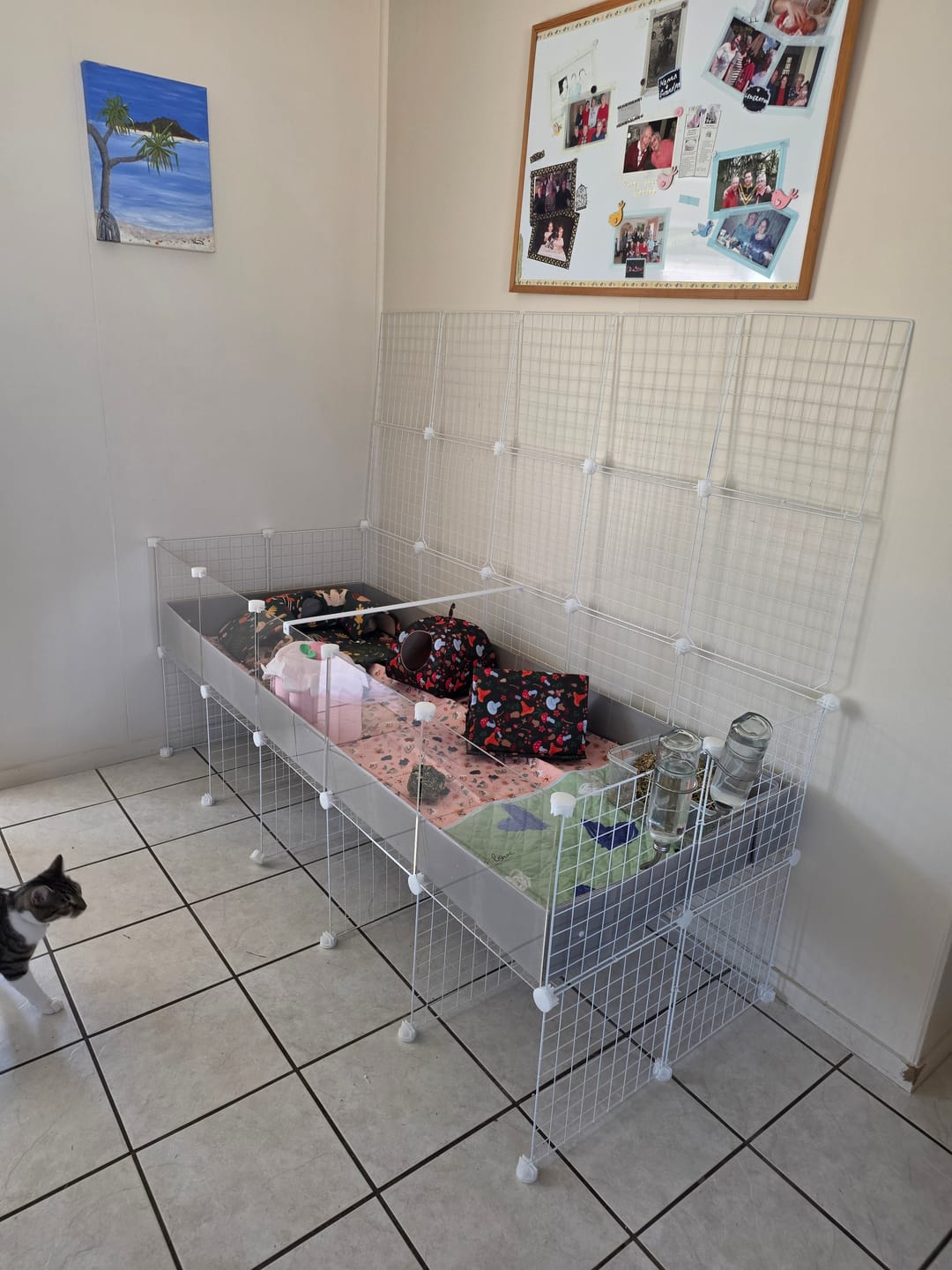 Customer photo review of Ozzy Cages 2x5 C&C Enclosure - Clear Sided - Grey